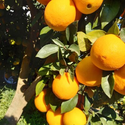 arance fresche a domicilio