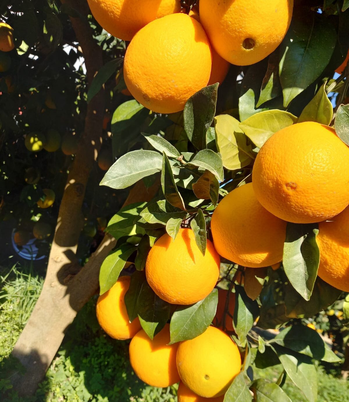 arance fresche a domicilio