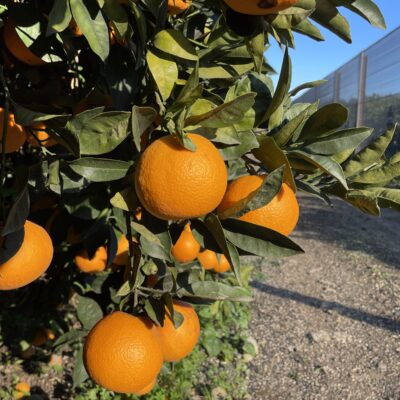 Arance vaniglia online