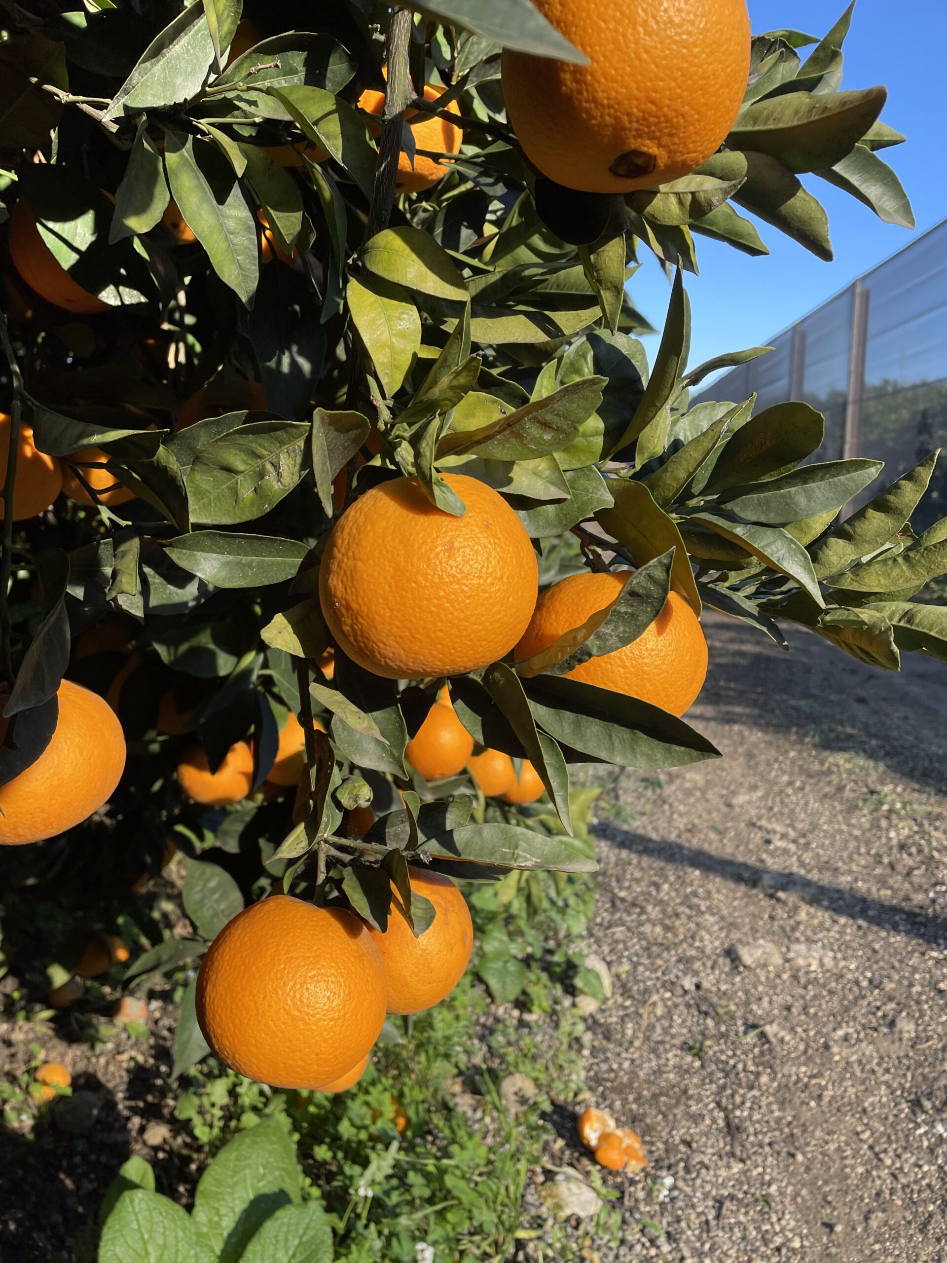 Arance vaniglia online