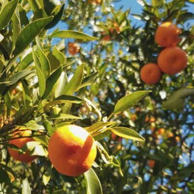 Mandarini Siciliani Online