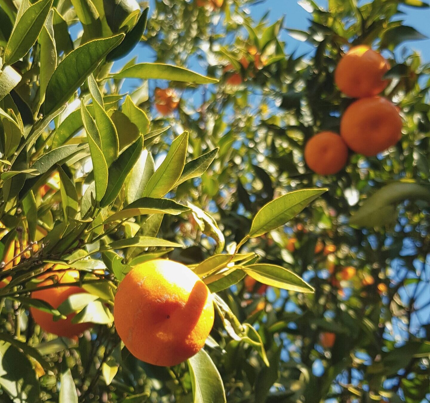 Mandarini Siciliani Online