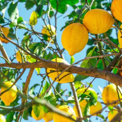 cedri siciliani online