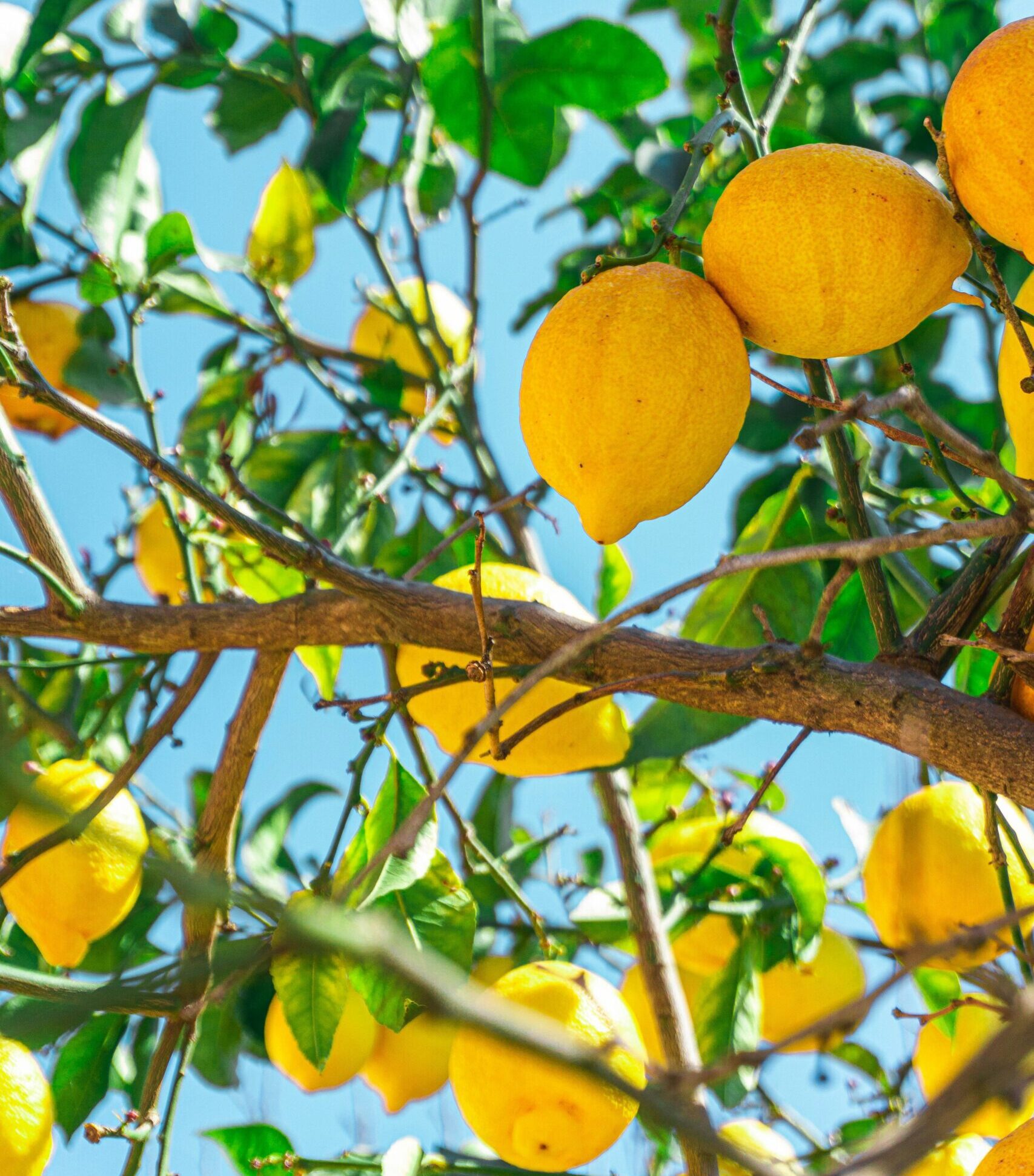 cedri siciliani online