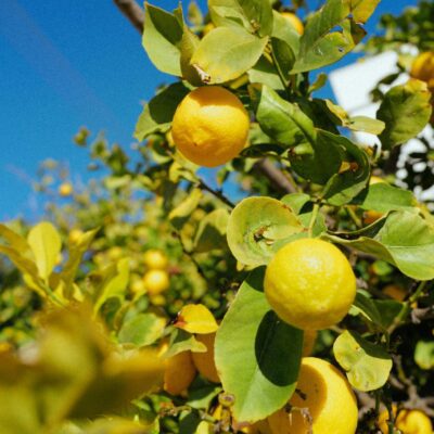 limoni siciliani online