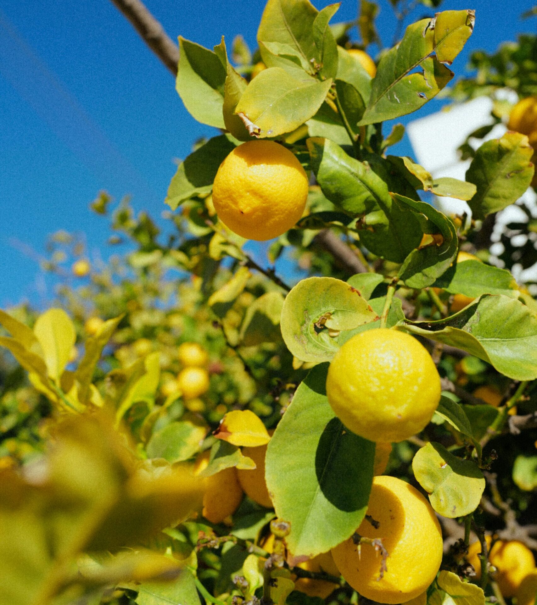 limoni siciliani online
