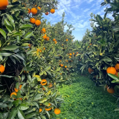 800_64ac470045018_filter_64fde2e9d1246-1